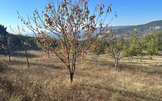 BİLECİK GÖLPAZARI DOĞANCILAR MÜSTAKİL TAPULU, DOĞAYLA İÇ İÇE SATILIK TARLA