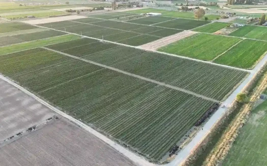 ESKİŞEHİR KOYUNLAR MH.’DE YOLU AÇILMIŞ 39.493 M² YATIRIMLIK TARLA